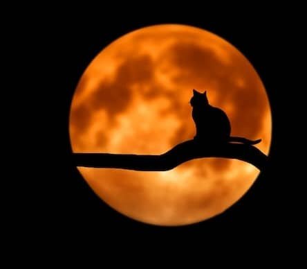 Silhouette of black cat sitting on a tree limb looking at the orange moon.