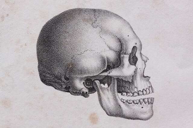 Profile of human skeleton head.